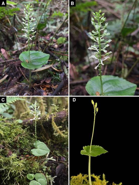 Plants of Malaxis pittieri in situ.