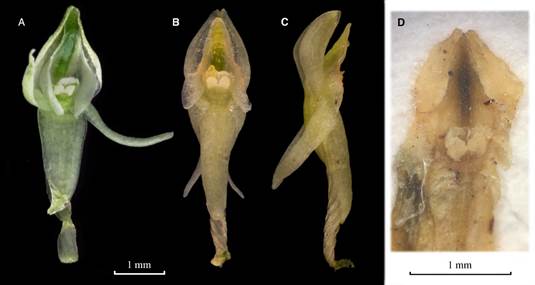 Flowers of Malaxis pittieri.