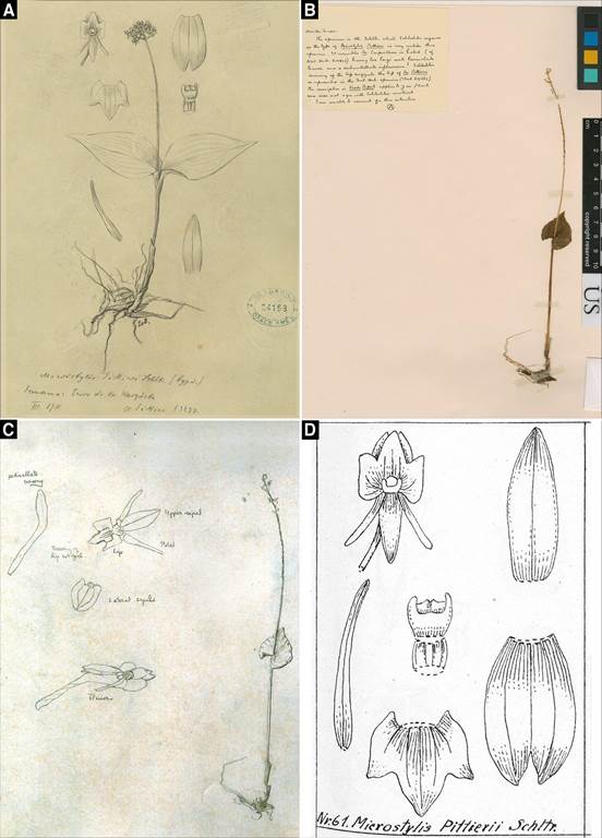 Type material of the Microstylis pittieri.