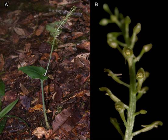Plant habit (A) and inflorescence (B) of Malaxis majanthemifolia in situ (J. F. Morales 21193, CR).