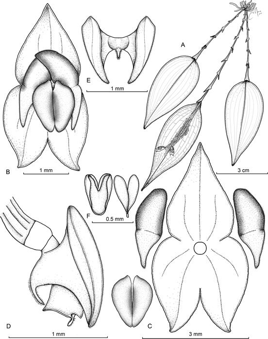 Illustration of Lepanthes wakemaniae S.Vieira-Uribe & J.S.Moreno.