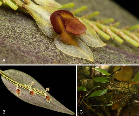 In-situ photos of Lepanthes wakemaniae S.Vieira-Uribe & J.S.Moreno.