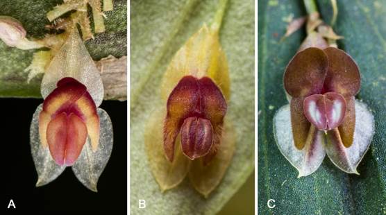Comparative plate showing photos of the species most similar to Lepanthes wakemaniae S.Vieira-Uribe & J.S.Moreno.