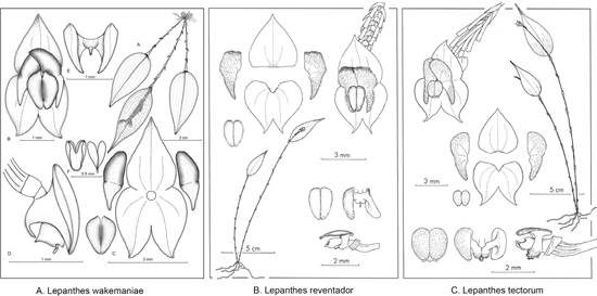 Comparative plate showing drawings of other species similar to Lepanthes wakemaniae S.Vieira-Uribe & J.S.Moreno