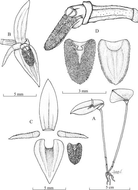Pleurothallis ariana-dayanae V&eacute;lez-Abarca, M.M.Jim&eacute;nez & D.Guti&eacute;rrez del Pozo.