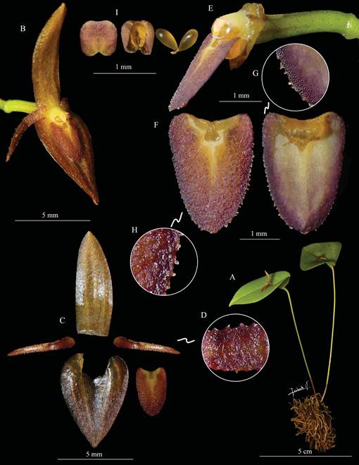 Pleurothallis ariana-dayanae V&eacute;lez-Abarca, M.M.Jim&eacute;nez & D.Guti&eacute;rrez del Pozo.