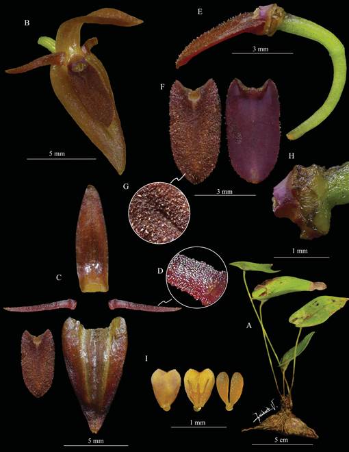 Pleurothallis paquishae Luer.
