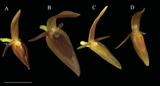 Comparison of the flowers between related species.