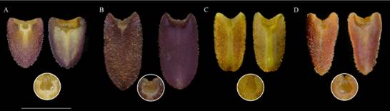 Comparison of the lip in adaxial and abaxial views, and the glenion.