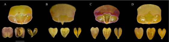 Frontal view of the column, anther and pollinarium.