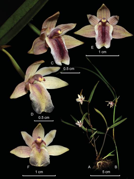 Scaphyglottis punctulata.