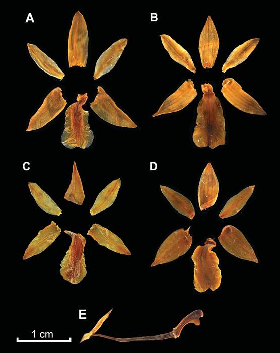 Scaphyglottis punctulata.