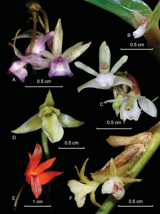 Species of Scaphyglottis that occur in the Guiana Shield.