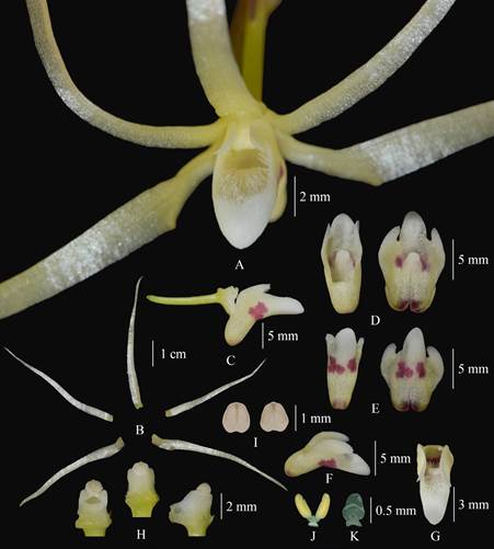 Thrixspermum obyrneanum.