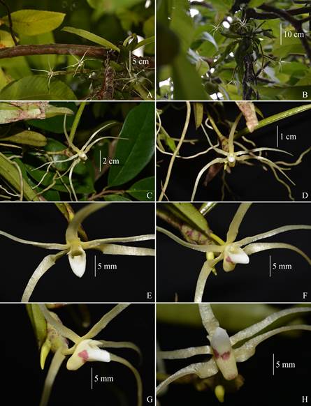 Thrixspermum obyrneanum, southern Thailand.