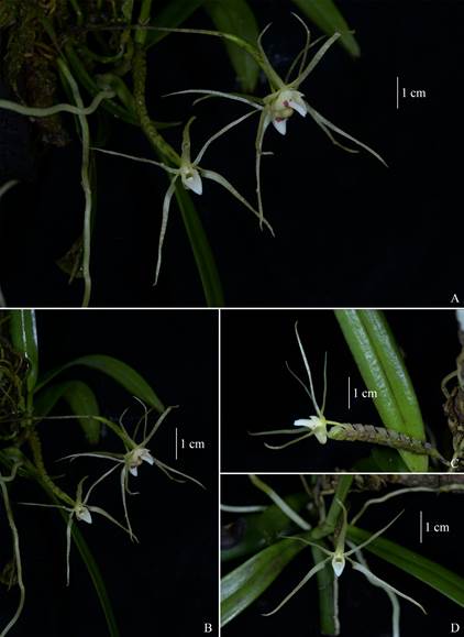 Thrixspermum obyrneanum, Peninsular Malaysia.