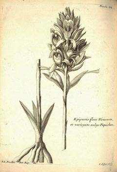 Epipactis flore virescente etc. variegato vulgo Pichiquen [= Chloraea virescens (Willd.) Lindl.] by Feuill&eacute;, Vol. II: pl. XIX (1714b).