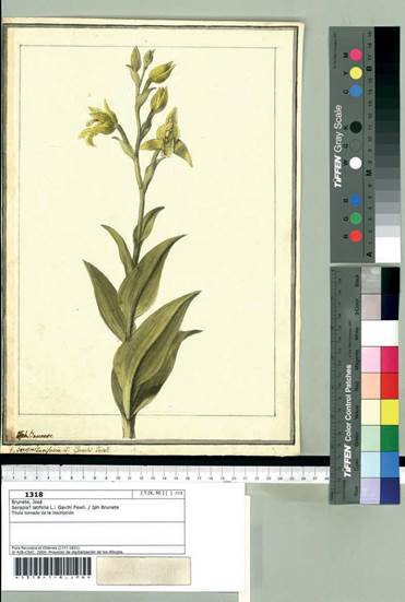 Chloraea pavonii Lindl.