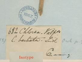 Cuming&rsquo;s herbarium label of Chloraea barbata Lindl. Royal Botanic Gardens, Kew, Herbarium Hookerianum (N&deg; 682, Valpara&iacute;so).