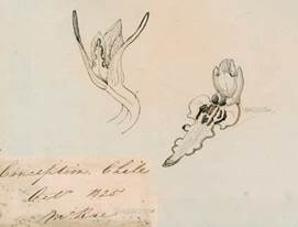 Drawing by Macrae of flower details of Chloraea longibracteata Lindl. on Kew Herbarium specimen #214901.
