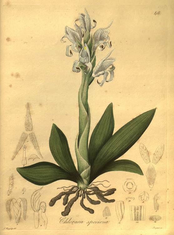Chloraea speciosa Poepp.