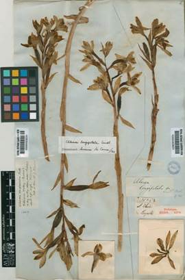 Holotype of Chloraea longipetala Lindl. Herbarium, Royal Botanical Gardens, Kew.