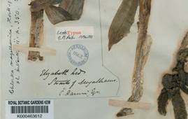 Chloraea magellanica Hook.f. Herbarium label at Kew&rsquo;s Herbarium Hookerianum.