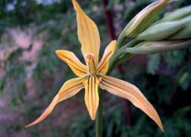 Chloraea homopetala Phil.