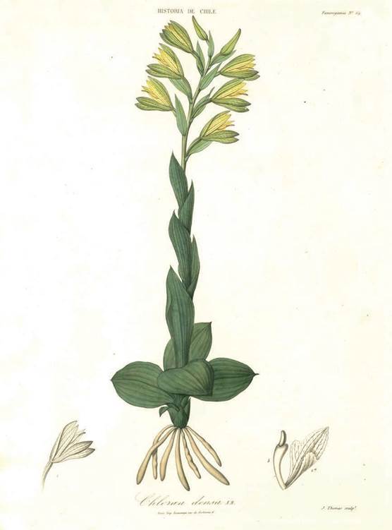 Chloraea densa A.Rich.