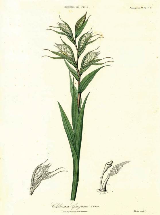 Chloraea gayana A.Rich.