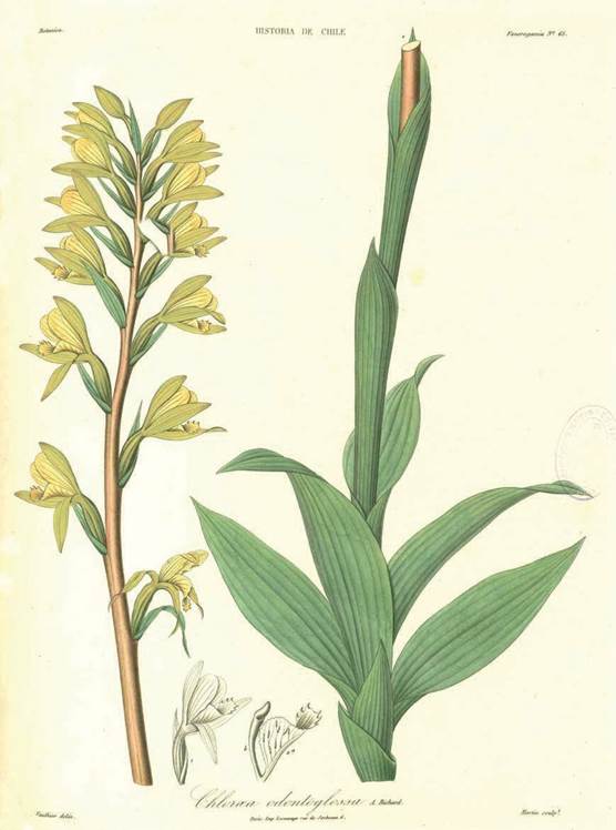 Chloraea odontoglossa A.Rich.