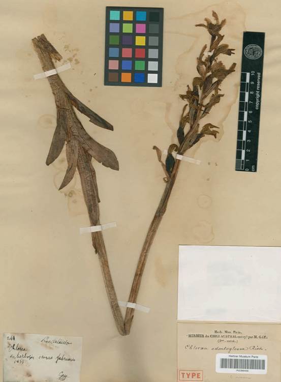 Chloraea odontoglossa A.Rich. Herbarium specimen, National Museum of Natural History, Paris.