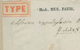 Gay&rsquo;s herbarium label of Chloraea rypaloglossa A.Rich. Herbarium, National Museum of Natural History, Paris.