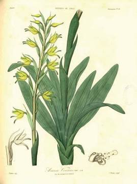 Asarca leucantha Poepp. Herbarium specimen, National Museum of Natural History, Paris.