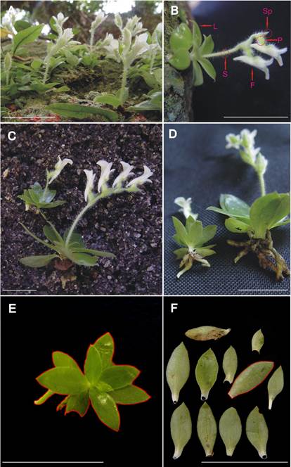 Morphology of Lankesterella ceracifolia with increasing plant size.