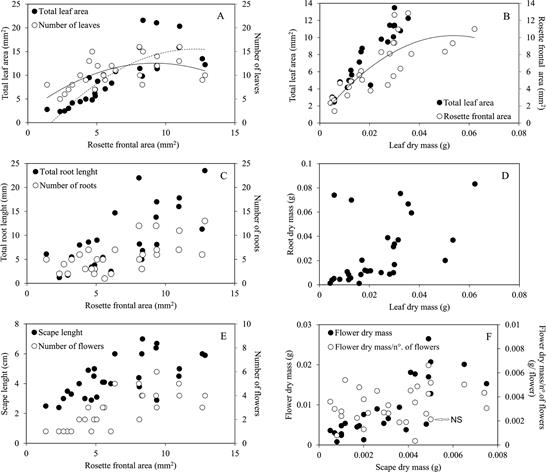 Functional organ traits and dry mass allocation along increasing plant size of Lankesterella ceracifolia. Curved lines indicate stabilized relationships, as detected by significant bx2 coefficients. Others (with no lines) are significant linear regressions without stabilization unless indicated by NS (nonsignificant).