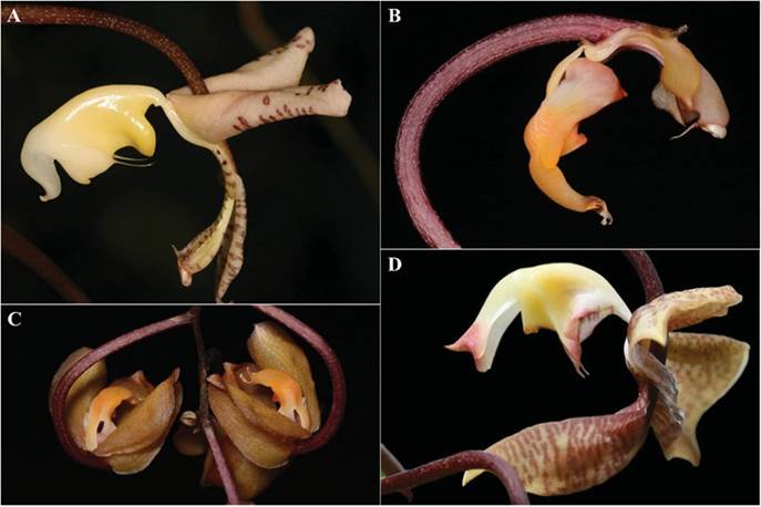 A. Gongora truncata. B. G. batemanii, sepals removed. C. G. batemanii with the sepals in place. D. Detail of the flower of Gongora &times; copanensis. 