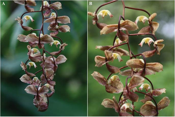 A-B. Inflorescence of Gongora &times; copanensis in situ.