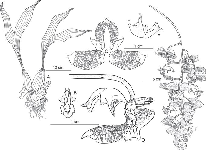 Illustration of Gongora &times; copanensis.