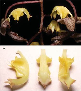 A-B. Specimen 2065154 from the Swiss Orchid Foundation at the Herbarium Jany Renz, Botanical Institute, University of Basel, Switzerland (SORA).