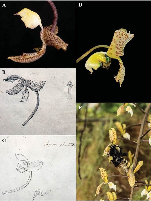 A. Gongora seideliana. B. Illustration of Reichenbach&rsquo;s G. seideliana. C. Illustration of G. saccata from Reichenbach, Herbarium of Natural History, Vienna (W). D. Gongora truncata and Euglossa sp. E. Gongora tracyana and Eulaema bombiformis. 
