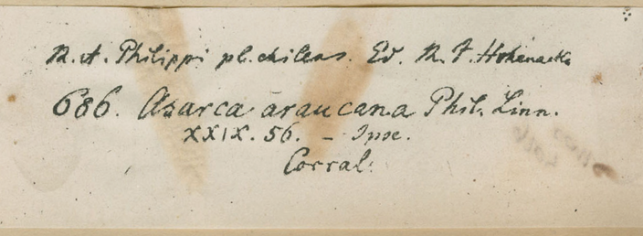 Herbarium label of Asarca araucana Phil. in the collection of R. F. Hohenacker. MNHN Paris.