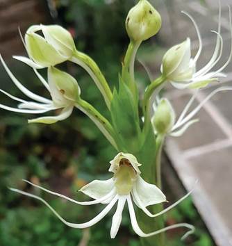 Macrocentrum mendocinum Phil. as Habenaria gourlieana Gilles ex Lindl.
