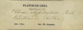Herbarium label by Philibert Germain. MNHN Paris # P00363447.