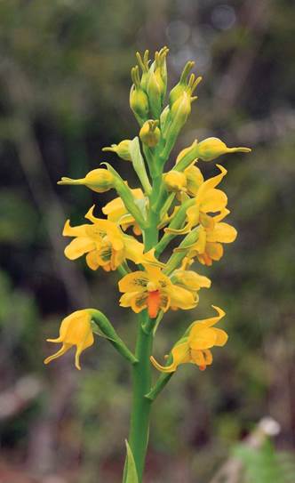 Asarca chrysostachya Phil. or A. sulphurea Phil. as Gavilea odoratissima Poepp.