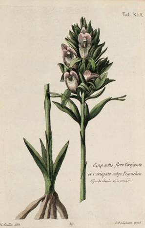 Epipactis flore virescente et variegatum vulgo Piquichen. Type specimen for the genus Chloraea = Chloraea piquichen. In Feuillée, 1756: plate XIX.