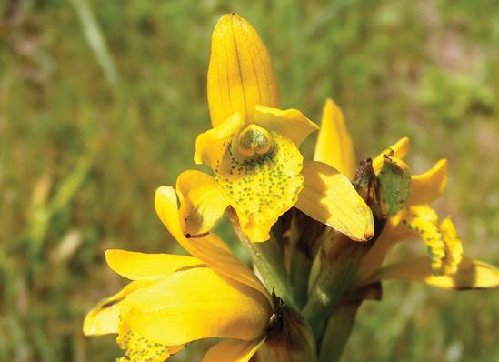 Chloraea aurea Phil. as C. barbata Lindl.