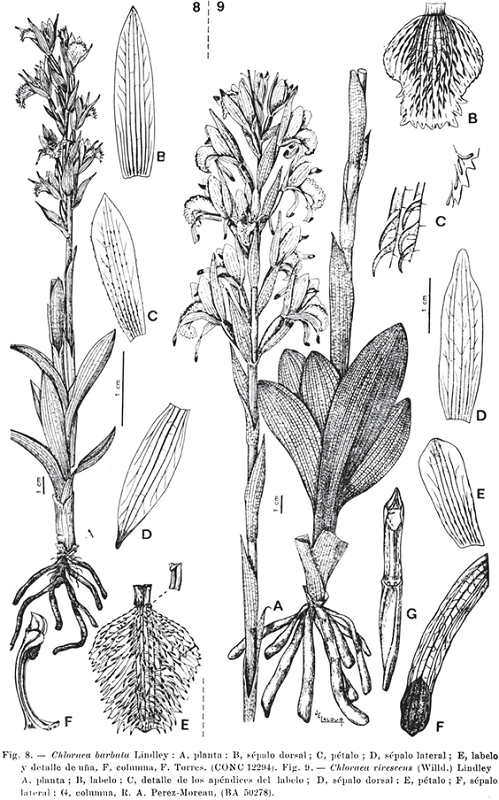 Chloraea barbata Lindl. & C. virescens (Willd.) Lindl.