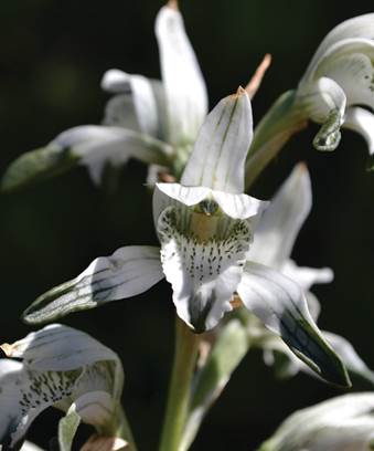 Chloraea chrysochlora Phil. as C. lechleri Lindl. ex Kraenzl.