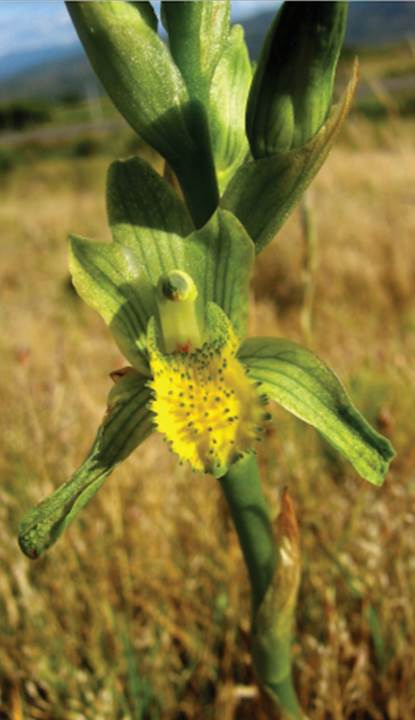 Chloraea dasypogon Phil. as C. cristata Lindl.González.